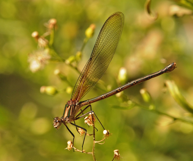 Hetaerina vulnerata (Canyon Rubyspot)