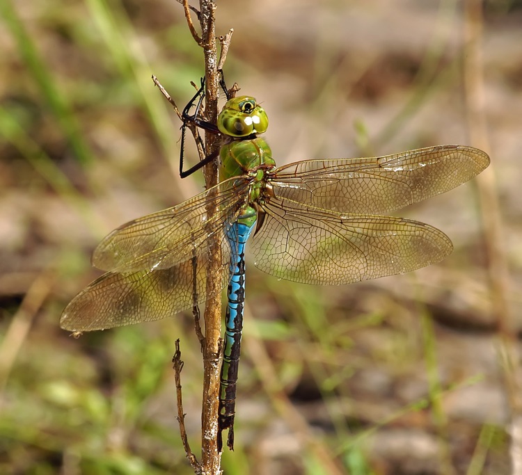 Anax junius (Common Green Darner)