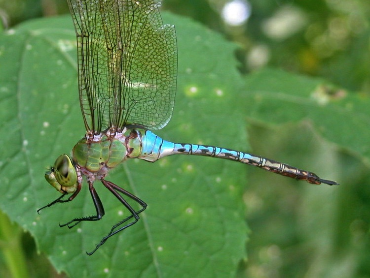 Anax junius (Common Green Darner)