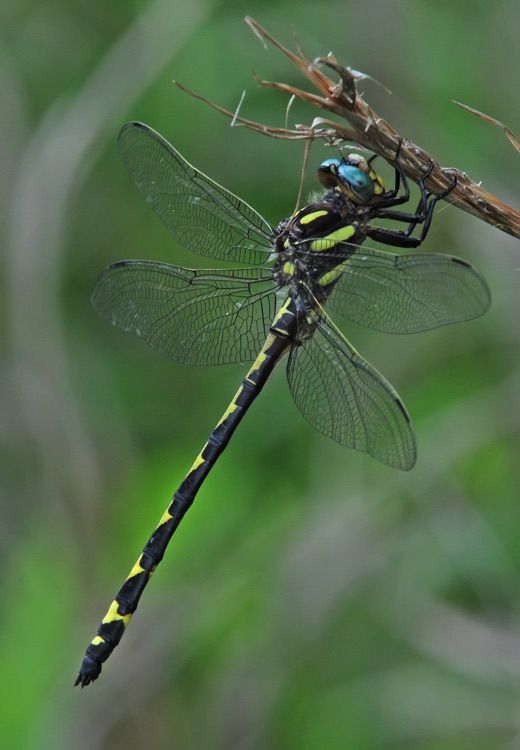 Cordulegaster obliqua (Arrowhead Spiketail)